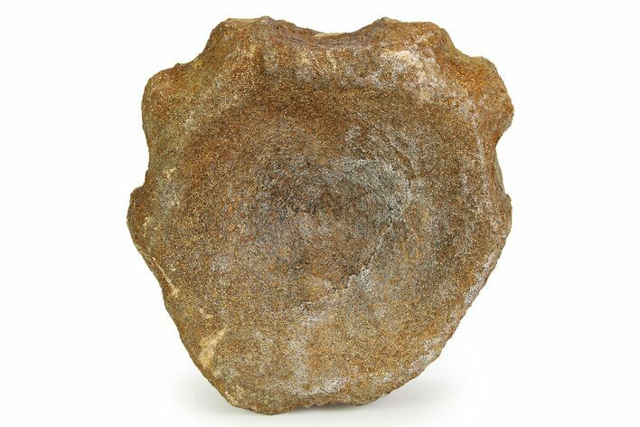 Fossil Ichthyosaur (Brachypterygius) Vertebra - England #351053